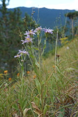 Aster amellus bessarabicus