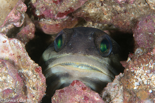 Oman jawfish (Stalix omanensis) — Opistognathidae