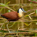 African Jacana - Photo (c) alexwirth, some rights reserved (CC BY-NC)