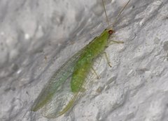 Chrysopodes collaris