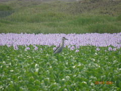Nycticorax nycticorax