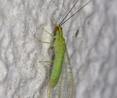 Ceraeochrysa lineaticornis