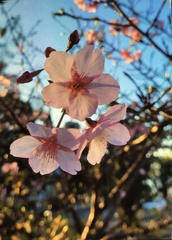 Prunus × lannesiana