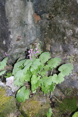 Primula matthioli