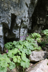Primula matthioli