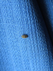 Trogoderma sternale aspericolle