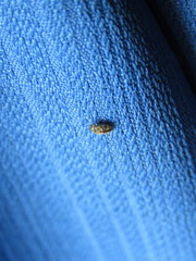 Trogoderma sternale aspericolle