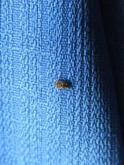 Trogoderma sternale aspericolle