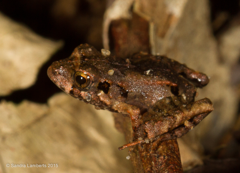 Girard's Robber Frog