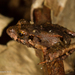 Girard's Robber Frog - Photo (c) A Lamberts, some rights reserved (CC BY-NC), uploaded by A Lamberts