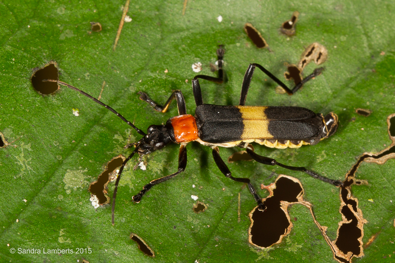 Chauliognathus unifasciatus