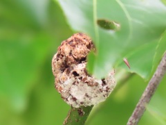 Coniodictyum chevalieri