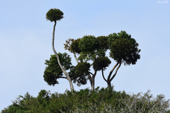 Cussonia sphaerocephala