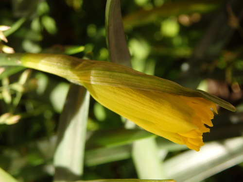 Image of Narcissus cyclamineus by (c) Carminda Santos, some rights reserved (CC BY)