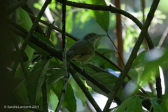 Dysithamnus mentalis