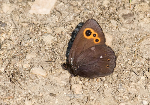 Lapland Ringlet