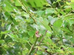 Coniodictyum chevalieri
