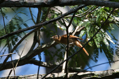 Pachyramphus castaneus