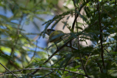 Pachyramphus viridis