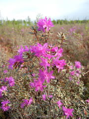 Rhododendron parvifolium