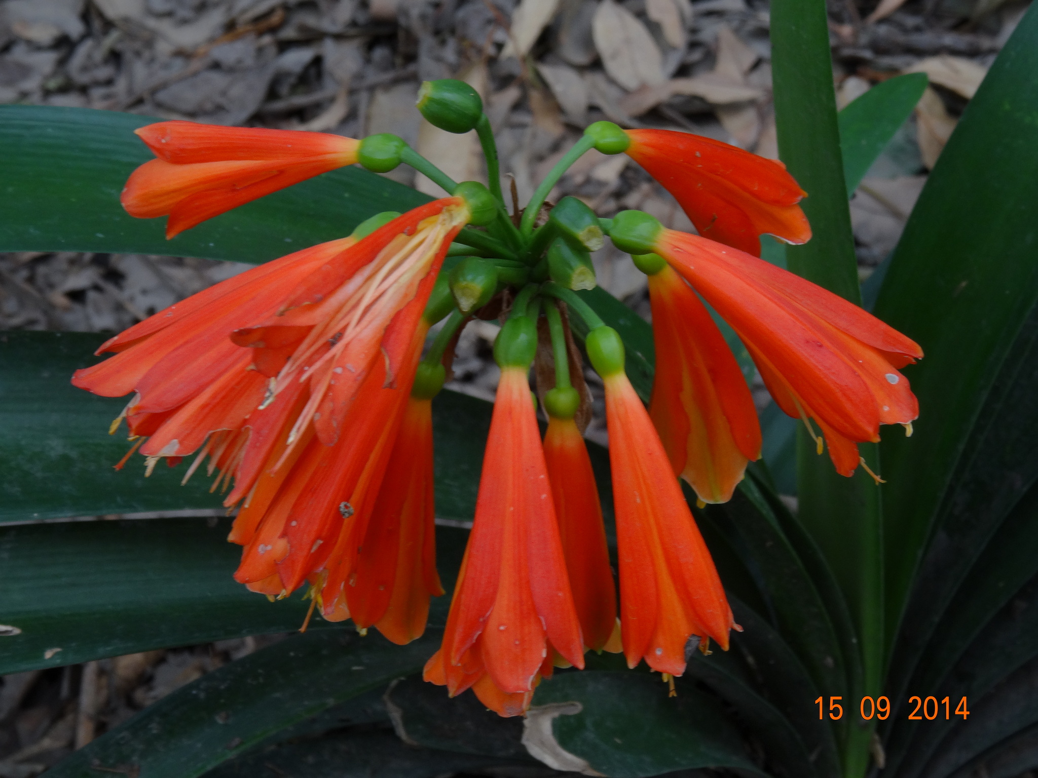 Clivia X cyrtanthiflora
