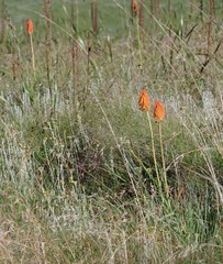 Kniphofia triangularis