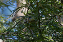 Pachyramphus viridis