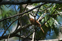 Pachyramphus castaneus