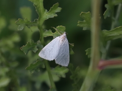 Lithostege palaestinensis