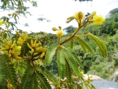 Mimosa scabrella