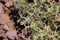 Adesmia hemisphaerica