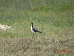Himantopus mexicanus