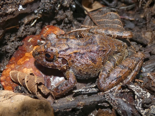 Craugastor melanostictus image