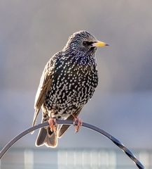 Sturnus vulgaris