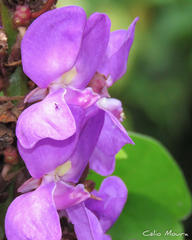 Macropsychanthus violaceus