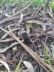 Talpa occidentalis