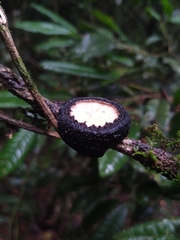 Galiella spongiosa