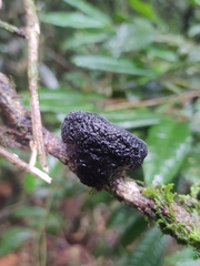 Galiella spongiosa
