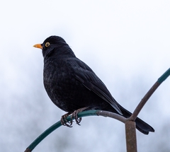 Turdus merula