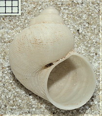 Pomatias lanzarotensis