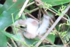 Appias epaphia contracta