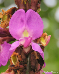 Macropsychanthus violaceus