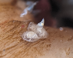 Amphissa versicolor