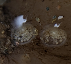 Amphissa versicolor