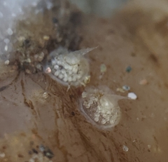 Amphissa versicolor