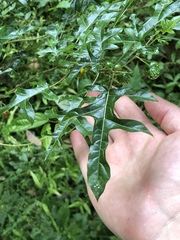 Solanum atropurpureum