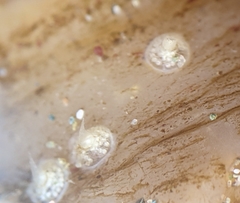 Amphissa versicolor