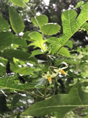 Solanum atropurpureum