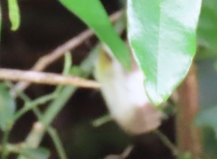 Appias epaphia contracta