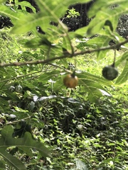 Solanum atropurpureum